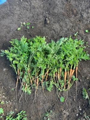 間引いたニンジンの写真