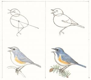 作画イメージ（文一総合出版『”タマゴ式”鳥絵塾』より）