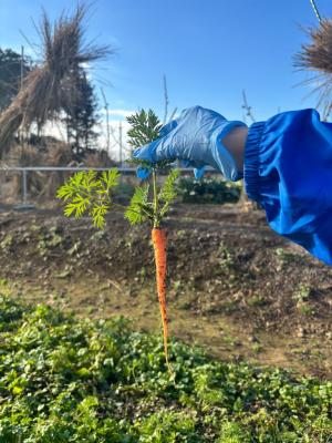 抜いたにんじんの写真