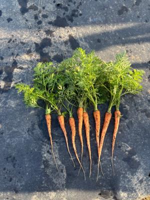 収穫したニンジンが山盛りになっている写真