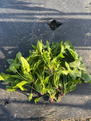 収穫したホウレンソウが山盛りの写真