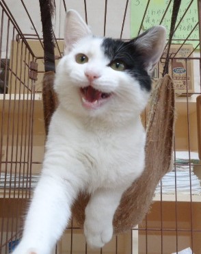 譲渡猫90写真④