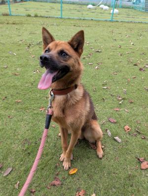 譲渡犬54写真②