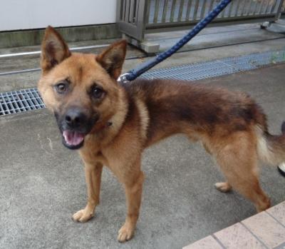 譲渡犬54写真①