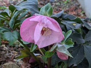 クリスマスローズ