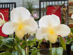 スワンゴールド