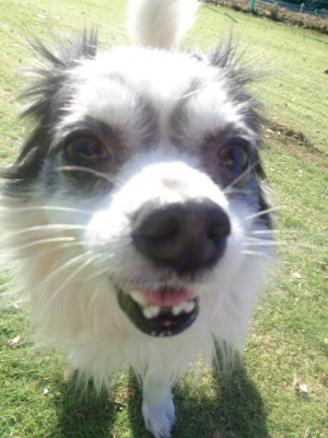 譲渡犬59顔写真