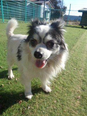 譲渡犬59全身写真