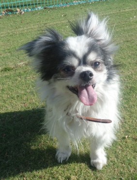 譲渡犬43顔写真