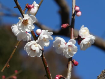 ウメ‘八重海棠(やえかいどう)’の画像