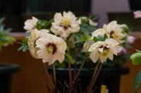クリスマスローズ展