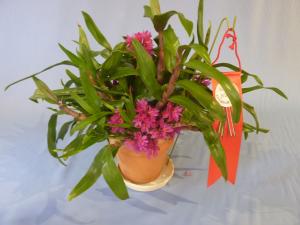 デンドロビューム