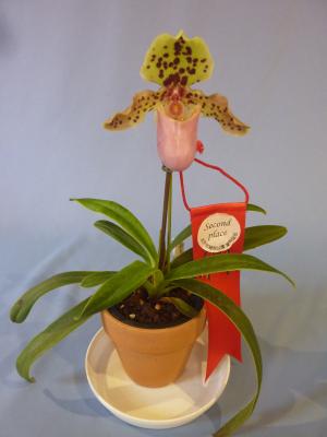 パフィオペディルム