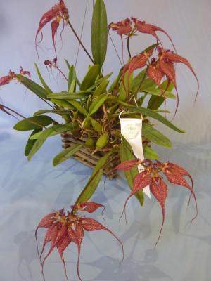 バルボフィラム