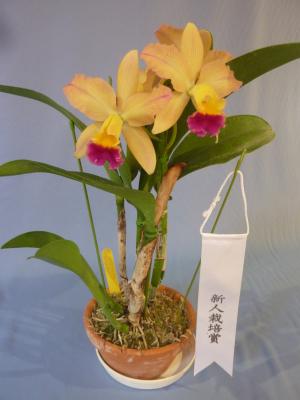 リンカトリアンセ