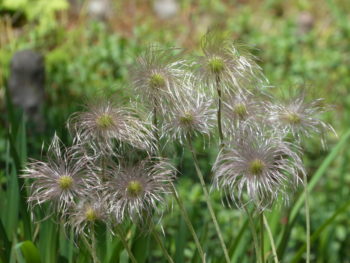 オキナグサ（花後）の画像