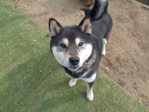 譲渡犬20写真①