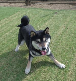 譲渡犬20写真②