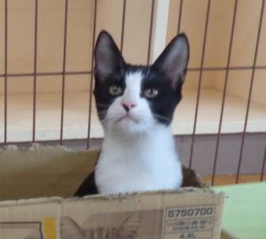 譲渡猫106写真①
