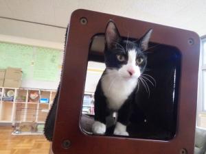 譲渡猫106写真②