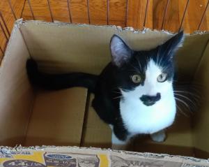 譲渡猫107写真①