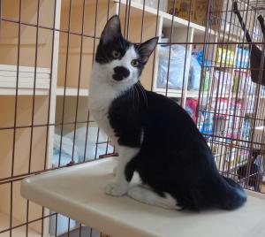 譲渡猫107写真②