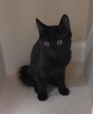 譲渡猫109写真①