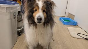 公表178犬シェルティー