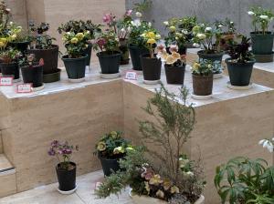 クリスマスローズ展