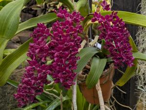 リンコスティリス