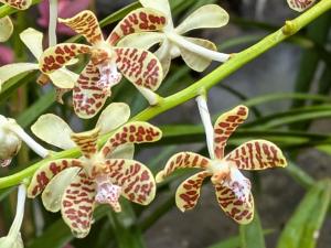 イリオモテラン