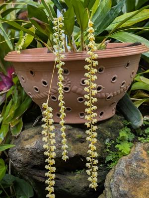 デンドロキラム