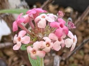 ロンデレティア