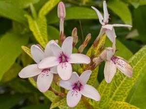 プセウドランテマム