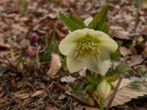 クリスマスローズ