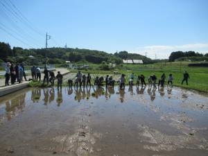 田植え