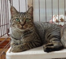 譲渡猫43写真