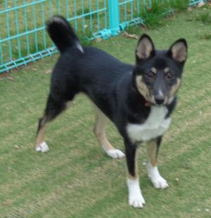 譲渡犬65全身写真