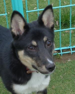 譲渡犬65顔写真