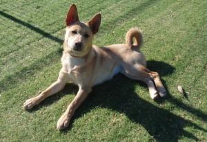 譲渡犬67全身写真