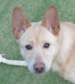 譲渡犬67顔写真