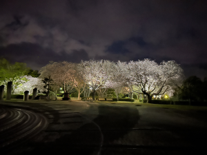 昨年の桜ライトアップの様子
