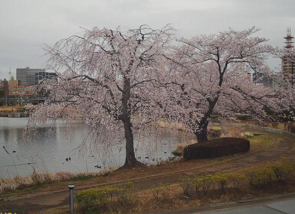 千波湖桜