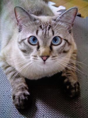 逸走猫3全身写真