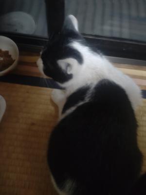 逸走4猫全身写真