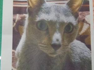 逸走情報猫９_１