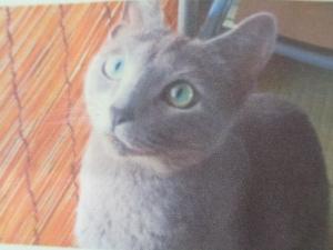 逸走情報猫９_2