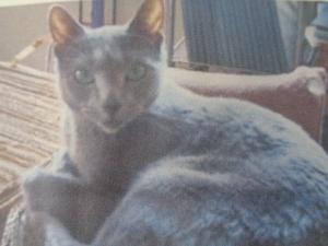 逸走情報猫９_3