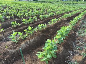 大豆圃場