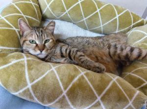 譲渡猫44写真②